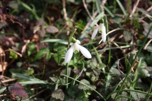 Galanthus nivalis (2) (1200 x 801)